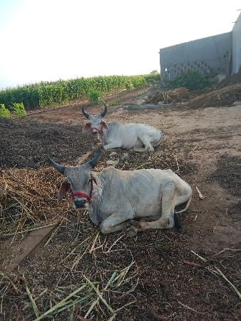ગોધલા વેસવાનાસે