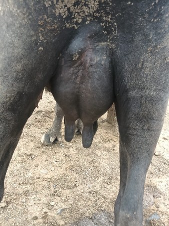 ભેંસ વેચવાની છે
