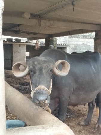 ભેંસ વેચવાની છે