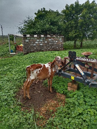 (1 તાજી વયાણેલ 2,3મહિના ની વયાણેલ