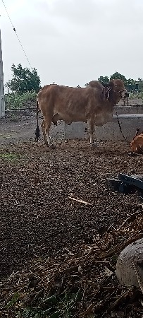 ગા યી