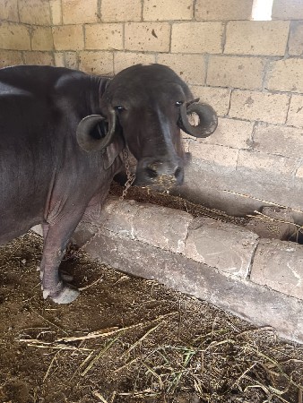 2 વેતર