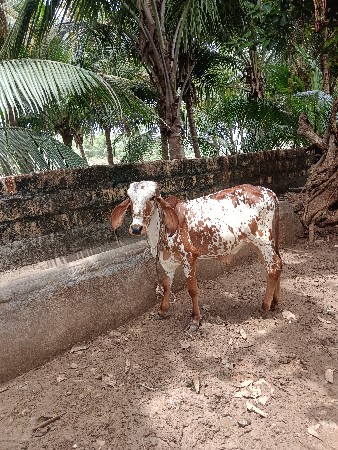 કાબરી વાછડી દેવાની છે