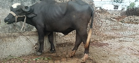 ખડેલી વેચવાની છે