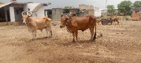 chalo Junagarh Garba song