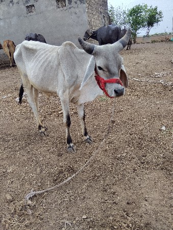 ગોધલો વેચવાનો છે