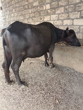 બીજું વેતર વ્યાસે