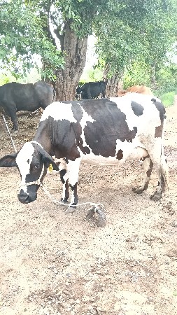 આ ગાય બીજું વેતર છે