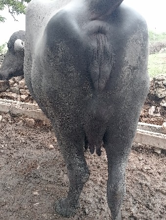 ભેંસ વેચવાની છે