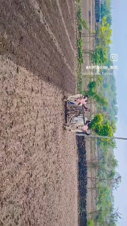 બળદ વેચવાના છે 1 વાવણી વાવેલા ફૂલ