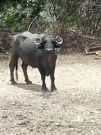 3 ભેસ વેસાવ