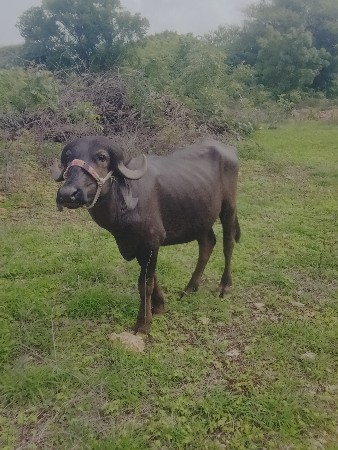 આ ખડેલી વેચવાની છે