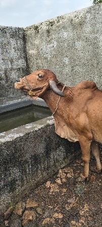 ગીર ગાય આપવાની છે બીજા વેતરમાં વયા