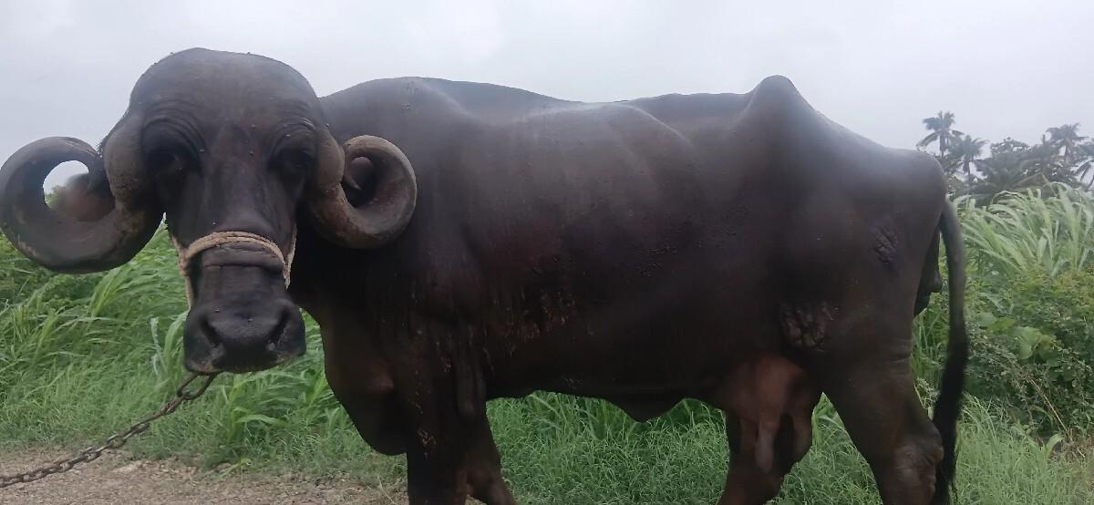 બોરખતરીયા અરશીભાઈ કેશુરભાઈ