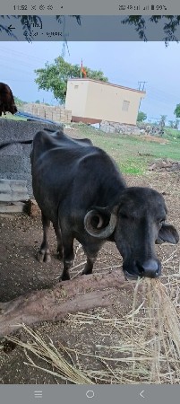 ભેશ વેચવા નીછે