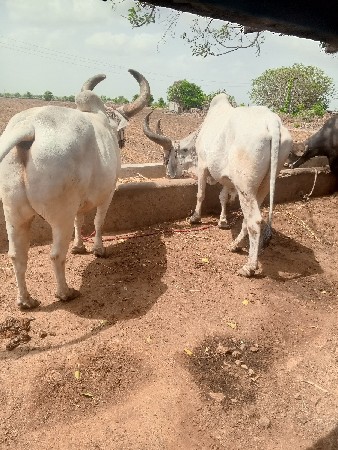 બડદવેસવાનાછે