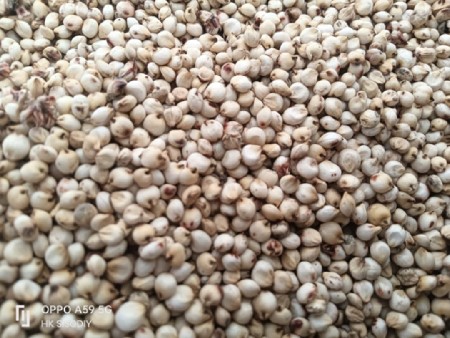 દેશી  જુવાર