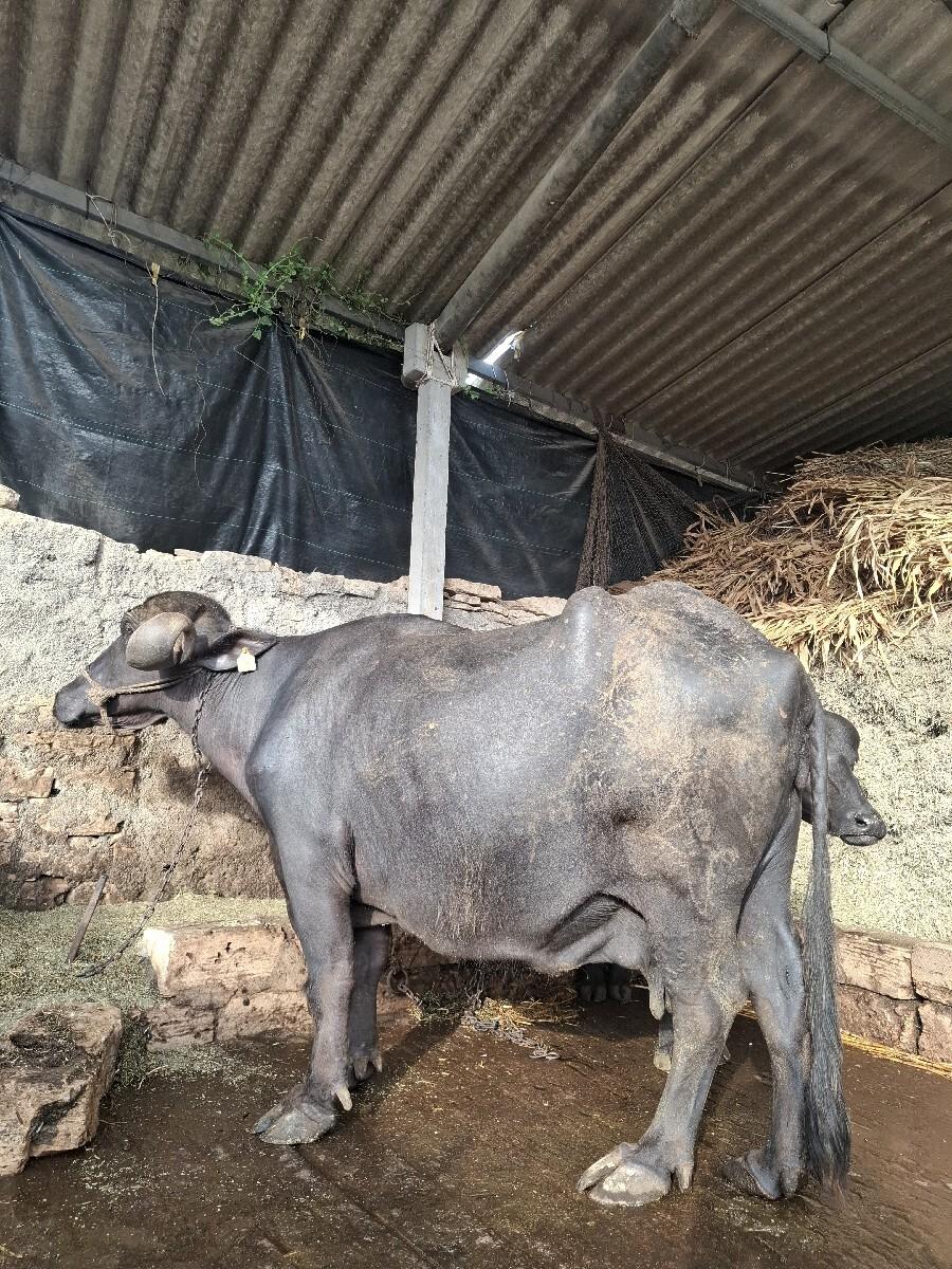 ભેંસ વેચવાની છે
