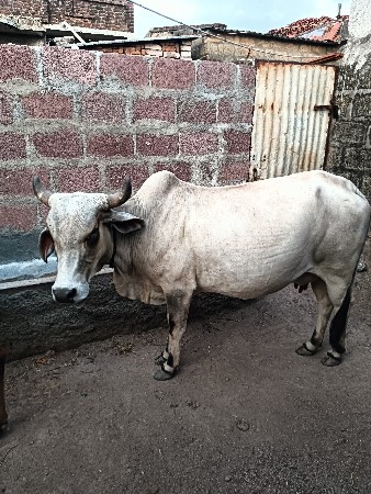 દેવાની