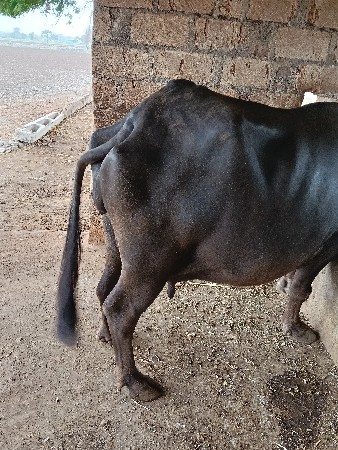 ભેંસ