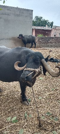 ભેંસ વેચવાની છે