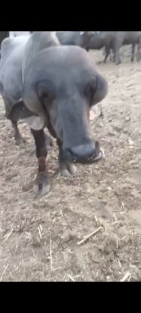 ખડેલો પાડો વેચવાનો છે