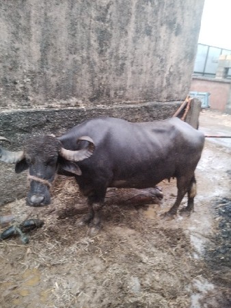 ભેસ