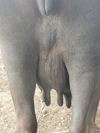 ભેંશ