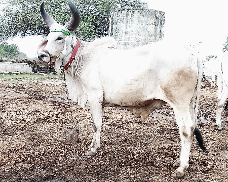 બળદ વેચવાના છે