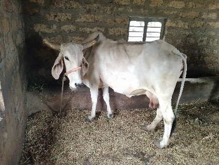 દેશી ગાય દેવાની છે