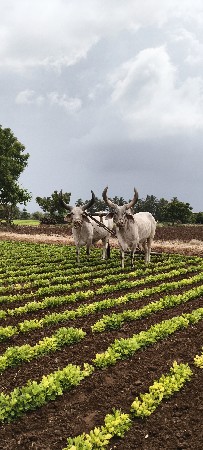 બળદ વેચવાના છે