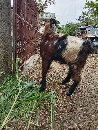 સલીમભાઈ રાઠોડ