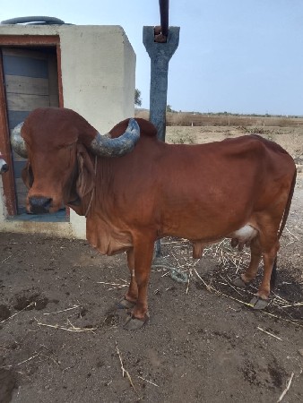 વેંચવા છે