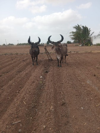 બળદ વેચવાન છે