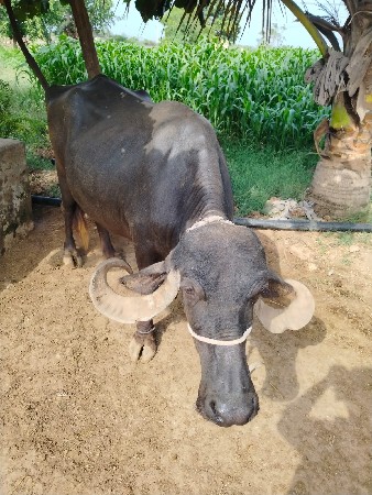 ભેસ વેચવા ની હે