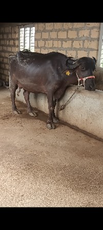 ભેંસ