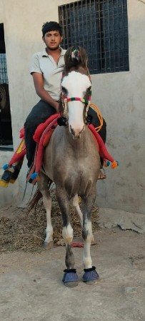 આ ઘોડી વેચવાની છે