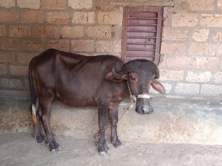 ખડેલી વેચવાની છે