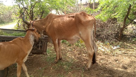Junagarh Jambheshwar