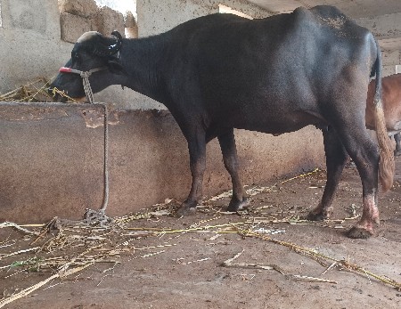 પેલ વેતરી ખડેલી વેસવાની છે