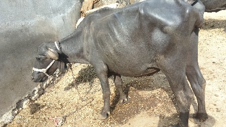 આ ખલેડી વેચવાની છે