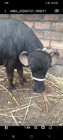 બીજા વાળા નો ખડલો પાડો છે