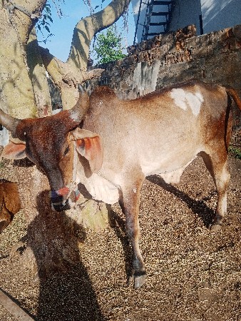 બળદ વેચવાનાછે