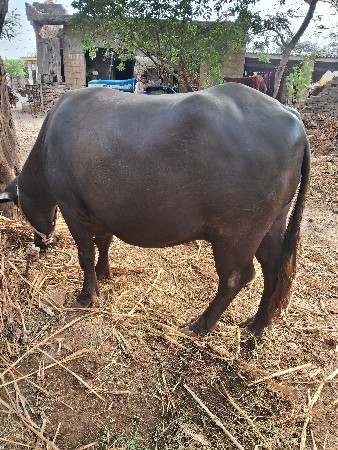 ભેંસ વેચવાની છે
