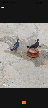 જોડી