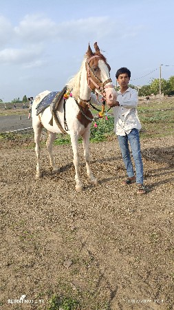ઘોડી વેચવાનીછે