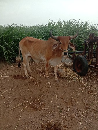 ગોઢલો વેચવાનો સે