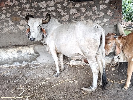 ગાય વેચવાની છે