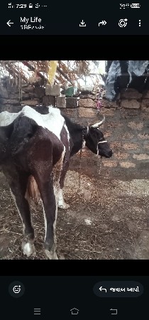 જયસીગાયવેસવાનીસે