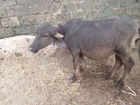 પાડો વેસવા નો છે